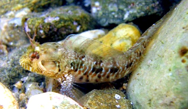 Parablennius incognitus_784